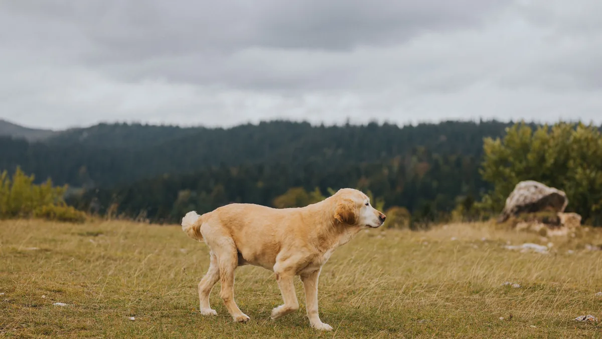 Golden retriever walking slowly through a grassy field