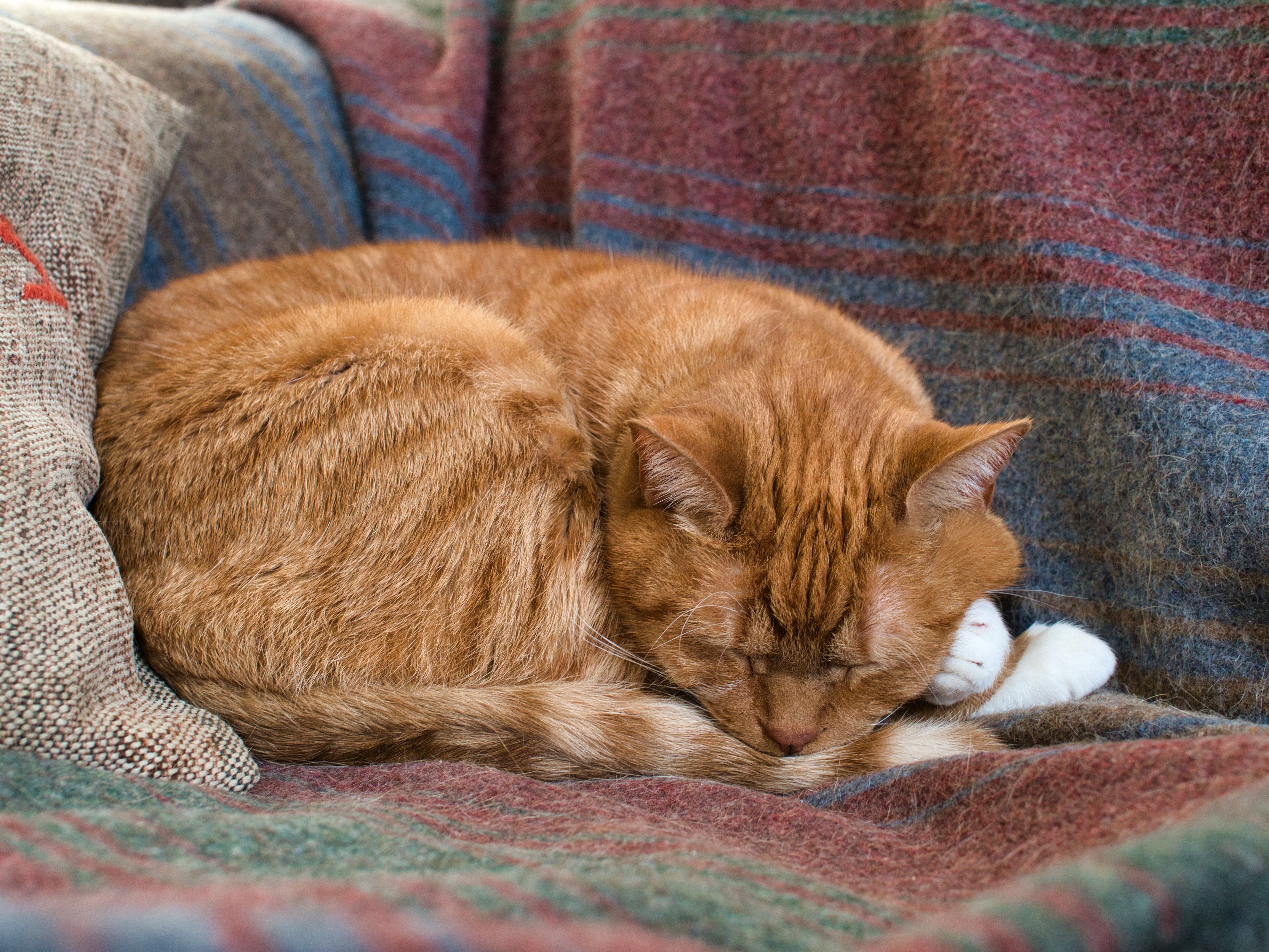 Signs a Cat Is Dying: How to Comfort Your Cat in Their Final Days