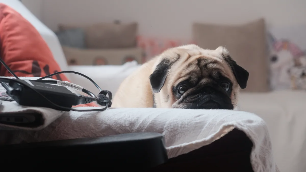 Pug resting its head on a white towel on the couch
