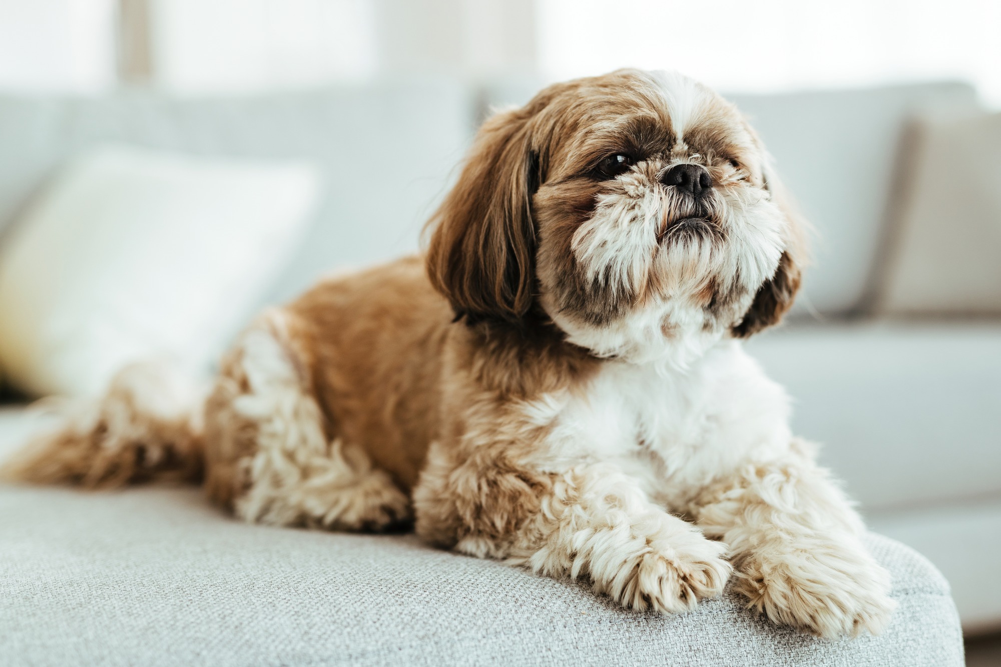 Shih tzu resting calmly on a sofa in a living room