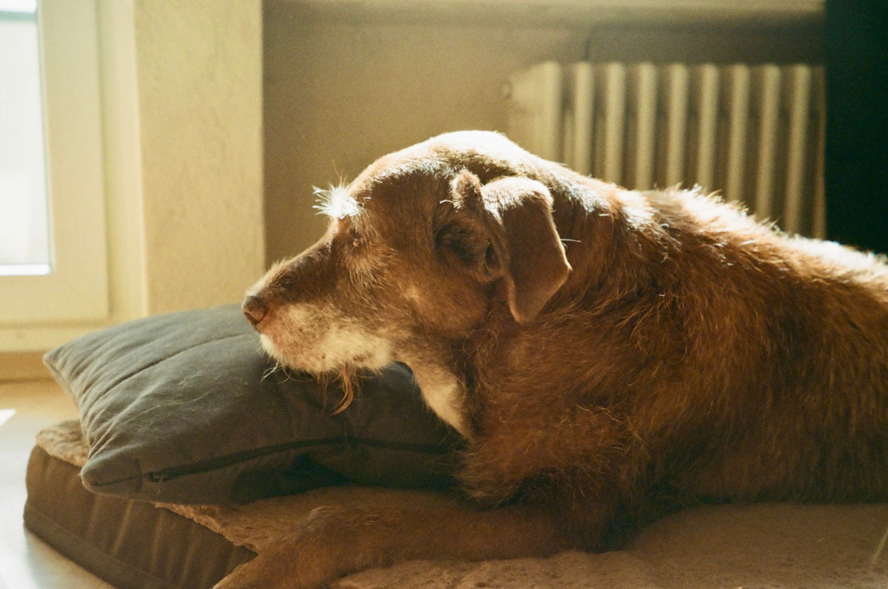 Signs a Dog Is Dying: How to Recognise When It's Time to Say Goodbye