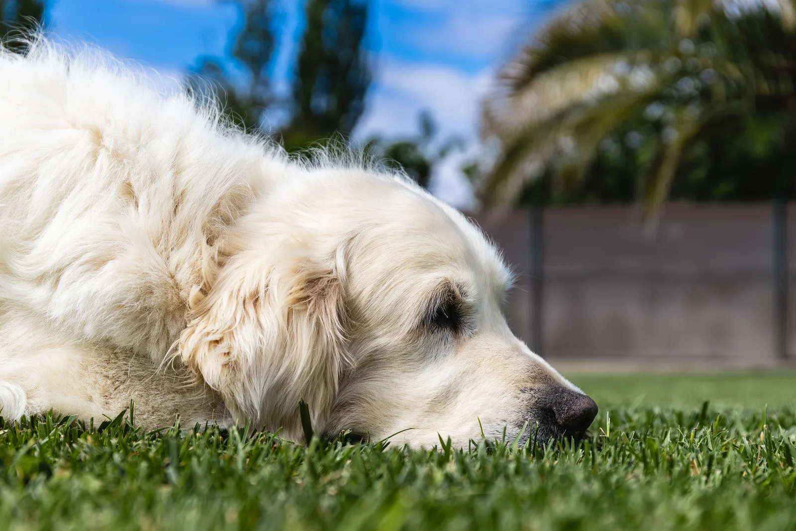 Dog Quality of Life Scale: The HHHHHMM Checklist Every Owner Should Know